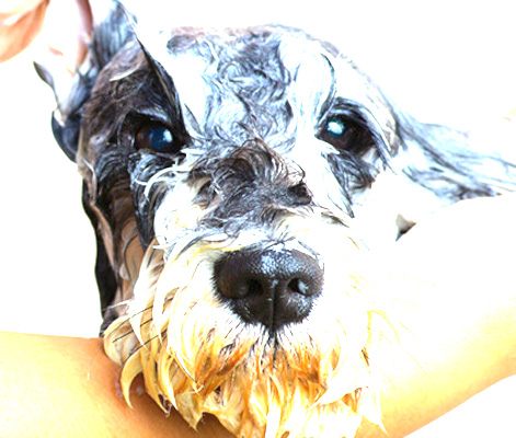 come tolettare il cane